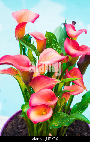 Red Calla Lilies flowers on a flowerpot. Stock Photo