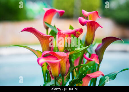 Red Calla Lilies flowers on a flowerpot. Stock Photo