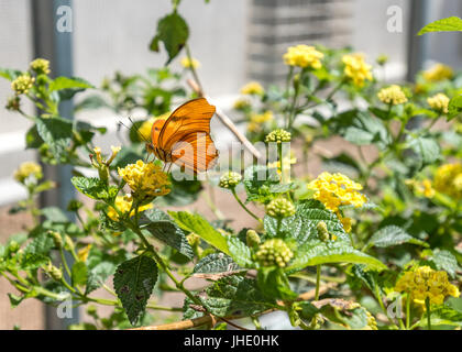 Orange Julia longwing butterfly, Dryas Iulia, on yellow lantana plant. Stock Photo