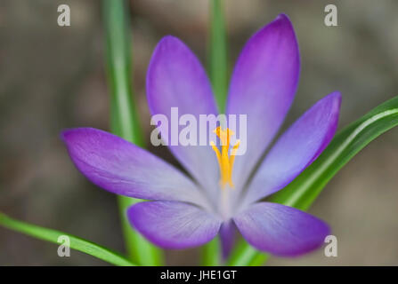 purple crocus flower with green leaves macro in spring russian garden Stock Photo