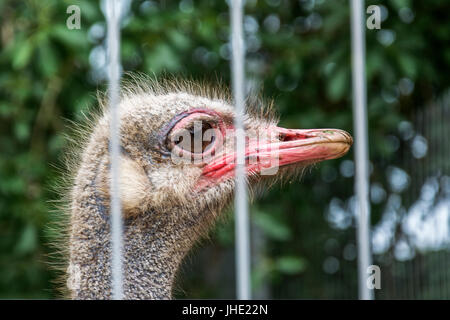 Head of African ostrich with red beak close-up Stock Photo