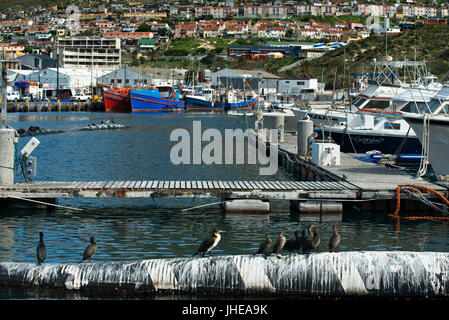 Fishing trawlers moored at Hout Bay harbour, Hout Bay, Cape Town, South Africa Stock Photo