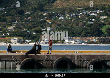 People playing with a fur seal in the Hout Bay harbour, Hout Bay, Cape Town, South Africa Stock Photo