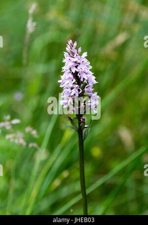 A Single Stem Common Spotted Orchid in Forest at Kielder Northumberland England United Kingdom UK Stock Photo