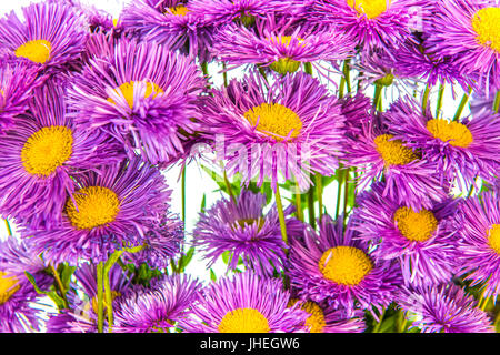 Beautiful asters on a white background. Stock Photo