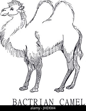 Bactrian camel, Illustration sketch of Camelus bactrianus, for children coloring Stock Vector