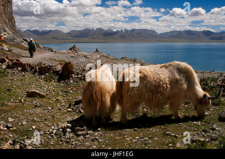 White yaks in Nam Tso Lake (Nam Co) in Nyainqentanglha mountains, Tibet. Stock Photo