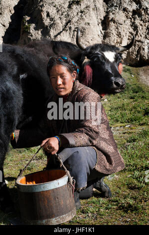 A woman milks a cow in a small settlement of Dopkas (nomadic shepherds). Gyantse. Tibet, China. Stock Photo