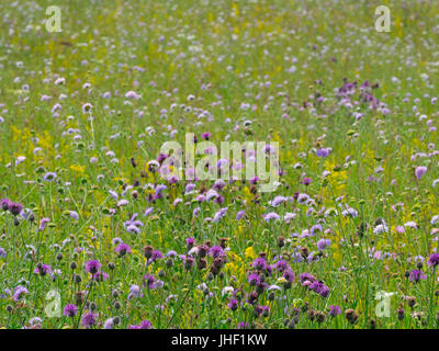 Wild flowers in hay meadow Wensum Valley Norfolk Stock Photo