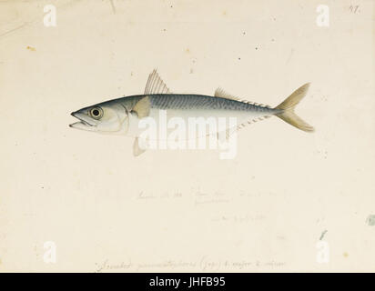 Naturalis Biodiversity Center - RMNH.ART.554 - Scomber japonicus Houttuyn - Kawahara Keiga - 1823 - 1829 - Siebold Collection - pencil drawing - water colour Stock Photo