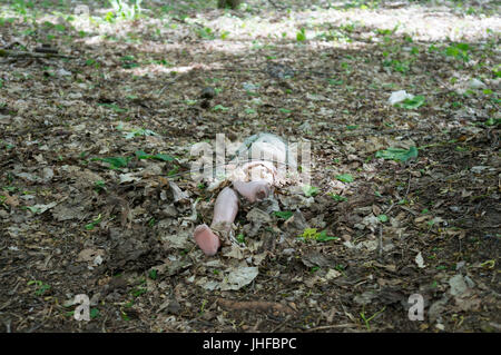 An broken doll is lying in front of an abandoned kindergarten in Chernobyl Stock Photo