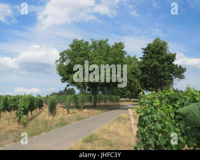 20150722Juglans regia2 Stock Photo