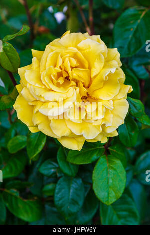 gardening rose. Stock Photo