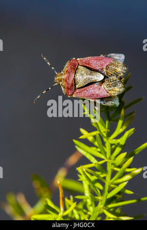 Sloe bug (Dolycoris baccarum). Stock Photo