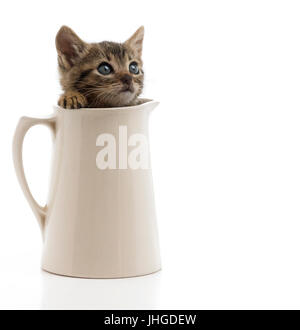 pretty tabby kitten in a milk jug looking up with blue eyes isolated on a white background Stock Photo