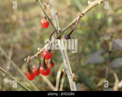 20151215Lycium barbarum2 Stock Photo