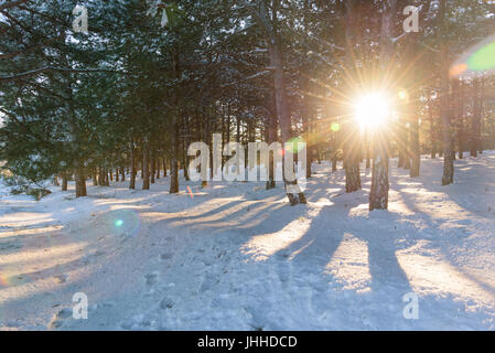 Sunset in the pine forest between the trees strains in winter period Stock Photo
