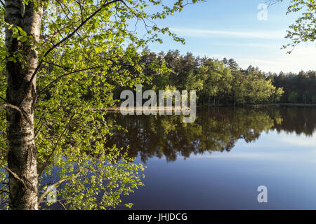 Quiet and calm lake and reflection of a forest in Finland in the summertime. Stock Photo
