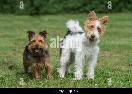 two terrier friends Stock Photo