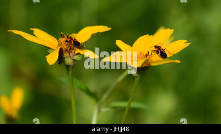 A Pair of False Milkweed Bugs on a Pair of Wildflowers Stock Photo