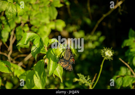 Two Mating Monarch Butterflies Stock Photo