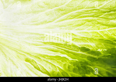 Fresh Green Leaf of Lettuce Super Macro Stock Photo