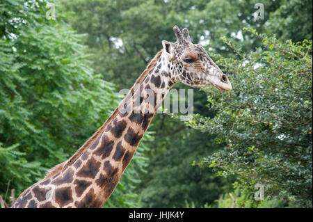 Close up of a giraffe in Boston Zoo. Stock Photo