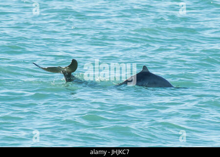 Australian Snubfin Dolphins (Orcaella heinsohni) fluking while socializing. They split from the Irrawaddy Dolphin in 2005. Stock Photo