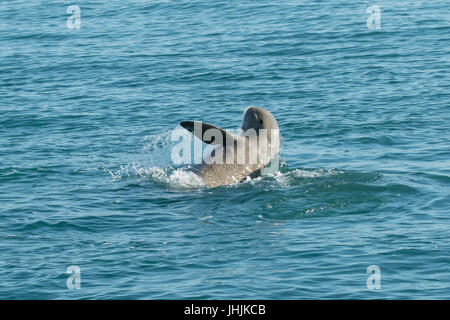 Australian Snubfin Dolphin (Orcaella heinsohni) having fun by making a splash. They split from the Irrawaddy Dolphin in 2005. Stock Photo