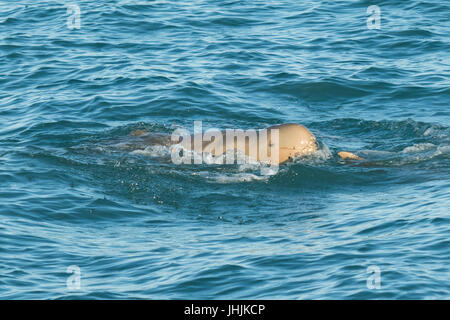 Australian Snubfin Dolphin (Orcaella heinsohni) socializing in the Roebuck Bay, Broome Stock Photo