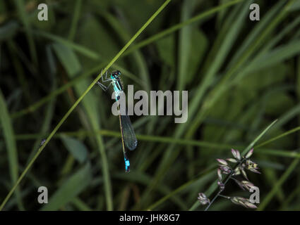 Male,blue tailed damselfly photographed in context clinging to a diagonal grass stem with multiple grasses out of focus in the background. Stock Photo