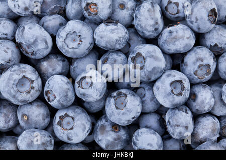 blueberries background texture Stock Photo