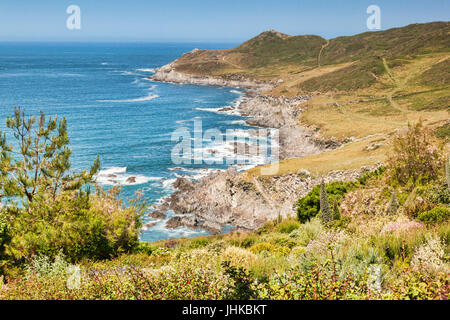 The South West Coast Path near Woolacombe, Devon, England, UK, heading towards Morte Point, on one of the hottest days of the year. Stock Photo