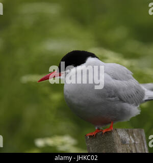 Arctic Tern (Sterna paradisaea), adult standing on a post, Farne Islands, Northumbria, England, UK. Stock Photo