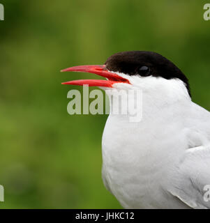 Arctic Tern (Sterna paradisaea), portrait of an adult, Farne Islands, Northumbria, England, UK. Stock Photo