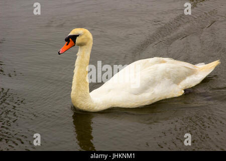 A young maturing mute swan whose neck feathers are not fully white Stock Photo