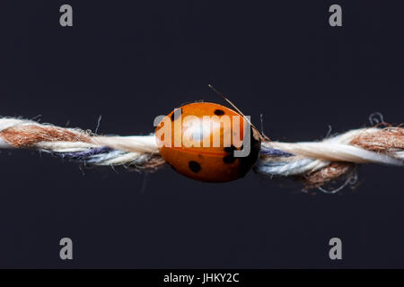 ladybug sleeping on string in front of white background Stock Photo - Alamy