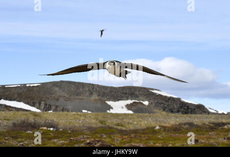 Arctic Skua - Stercorarius parasiticus Stock Photo