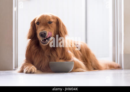 Golden Retriever eating Stock Photo