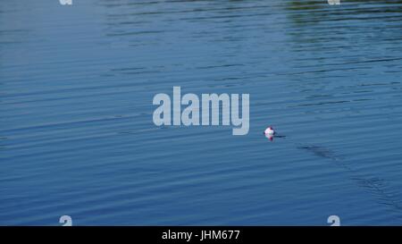 White and red fishing bobber floating on water filled with fresh-cut grass  Stock Photo - Alamy