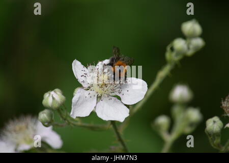 Carder bee on a bramble flower Stock Photo