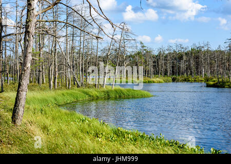 White clouds on the blue sky over forest lake with reflections Stock Photo