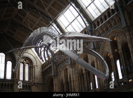 The new exhibit of a blue whale skeleton named 'Hope' on display, as the Hintze Hall opens at the Natural History Museum, London. Stock Photo