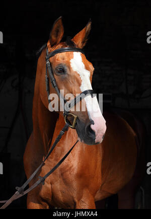 Beautiful purebred dressage horse portrait in dark stable Stock Photo