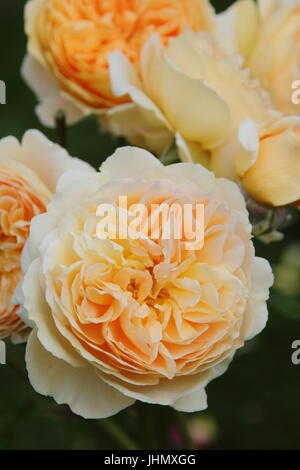 Rosa 'Crown Princess Margareta', (Auswinter) a fragrant, repeat flowering English rose in full bloom in an English garden border in summer Stock Photo