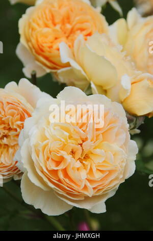 Rosa 'Crown Princess Margareta', (Auswinter) a fragrant, repeat flowering English rose in full bloom in an English garden border in summer Stock Photo