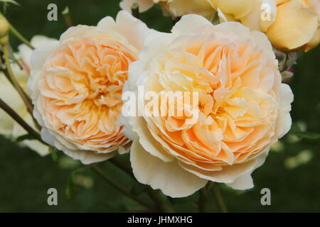 Rosa 'Crown Princess Margareta', (Auswinter) a fragrant, repeat flowering English rose in full bloom in an English garden border in summer Stock Photo