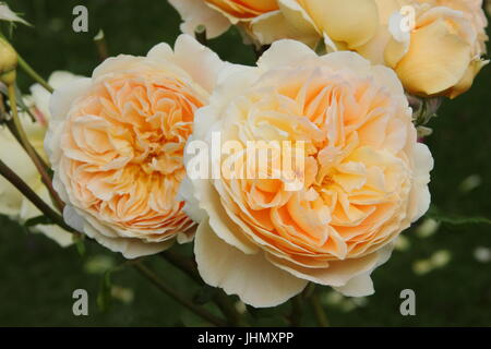 Rosa 'Crown Princess Margareta', (Auswinter) a fragrant, repeat flowering English rose in full bloom in an English garden border in summer Stock Photo