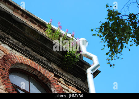 willowherb blossoms on the roof of the historic brick building Ekaterinburgverder, Gatchina. The building was built in 1796. Gradual destruction. Stock Photo