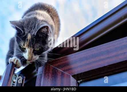grey and white small cat walking on the top of a roof Stock Photo